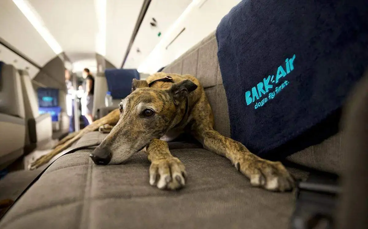 perros aerolinea